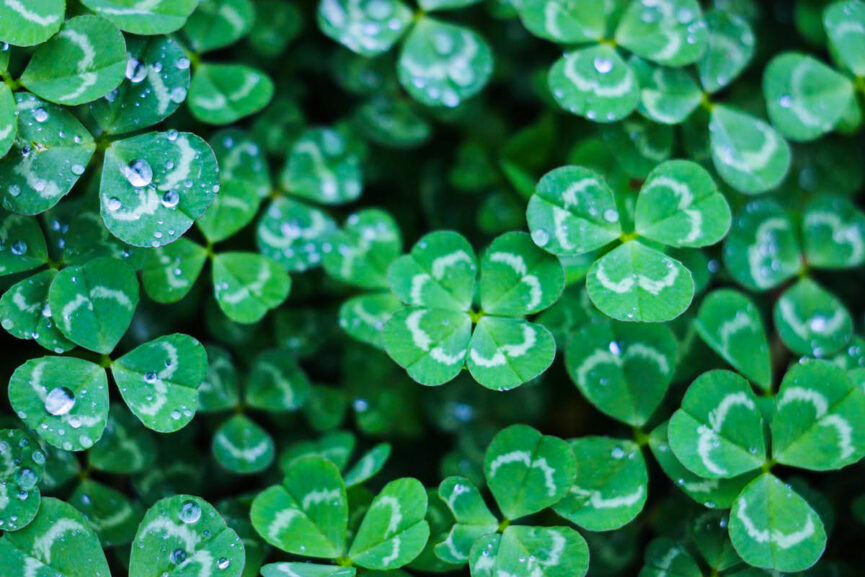 shamrocks